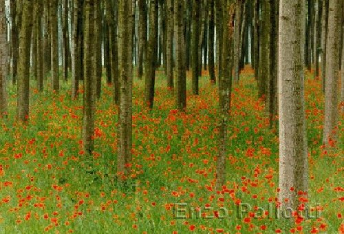 Papaveri nel pioppeto (vincitore concorso fotografico a Lodi)