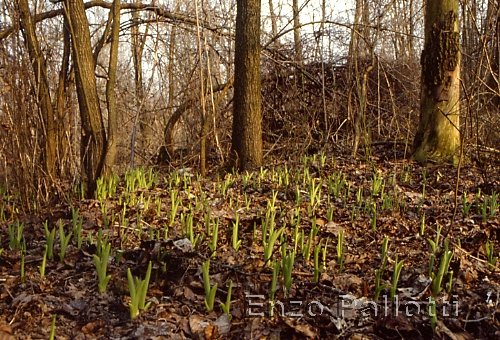 Germogli di Hemerocallis nel bosco