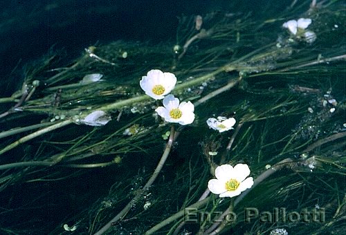 Ranuncolo acquatico