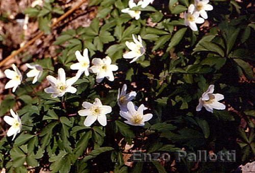 Anemone dei boschi