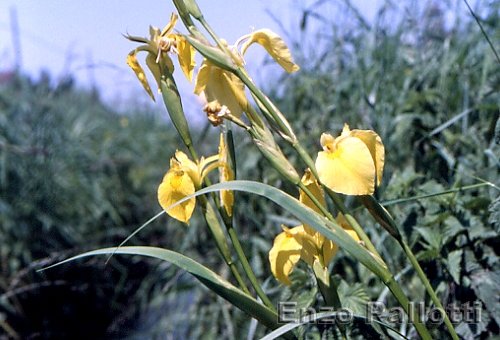 Iris giallo