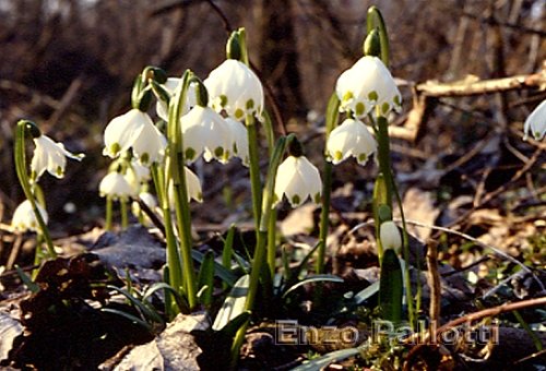 Campanellino di primavera