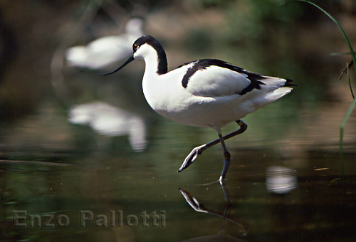 Avocetta