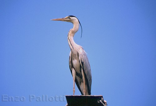 Airone cinerino