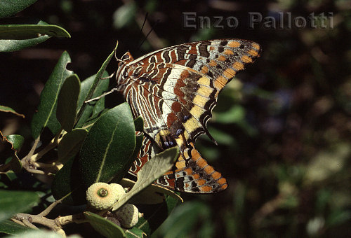 Charaxes jasius