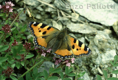 Vanessa dell'ortica