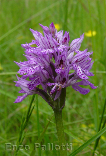 Orchis tridentata