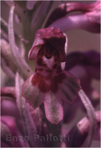 Orchis coriophora