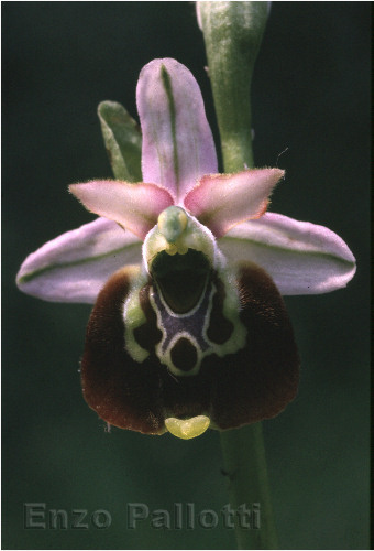 Ophris fuciflora