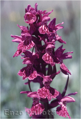 Orchis mascula