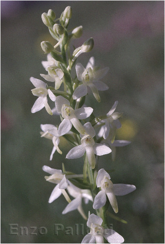 Platanthera bifolia