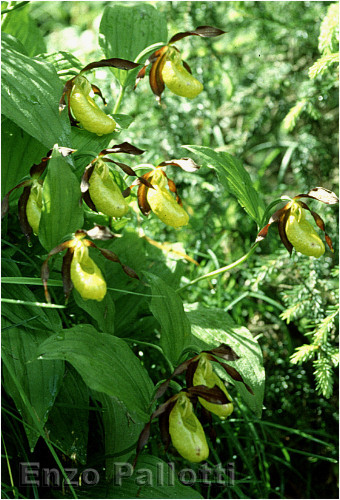 Cyprypedium calceolus