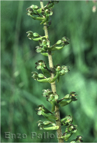 Listera ovata