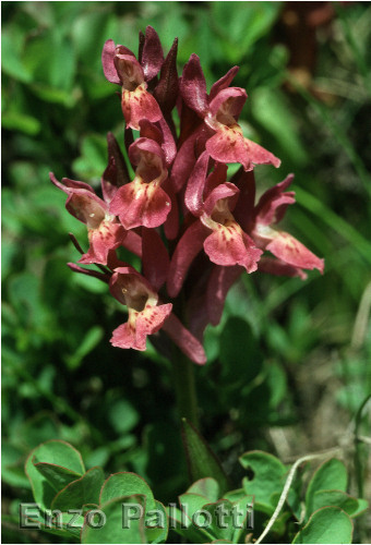 Orchis sambucina