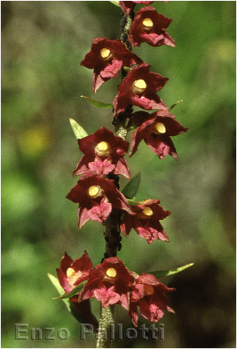 Epipactis atrorubens