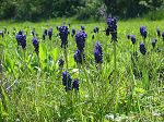 muscari